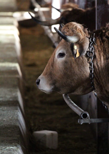 visite de ferme