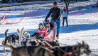 Nordic Team Musher