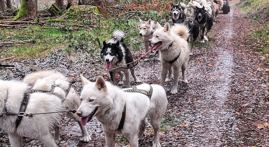 Taïga Aventure - Chiens de traîneau