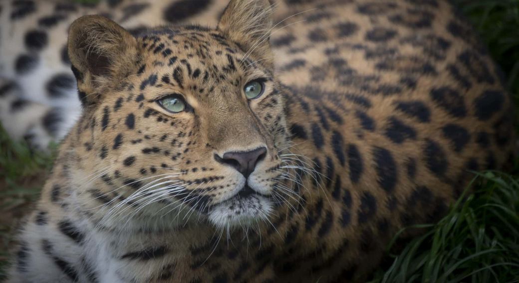 Rencontre privilège - Parc Animalier d'Auvergne