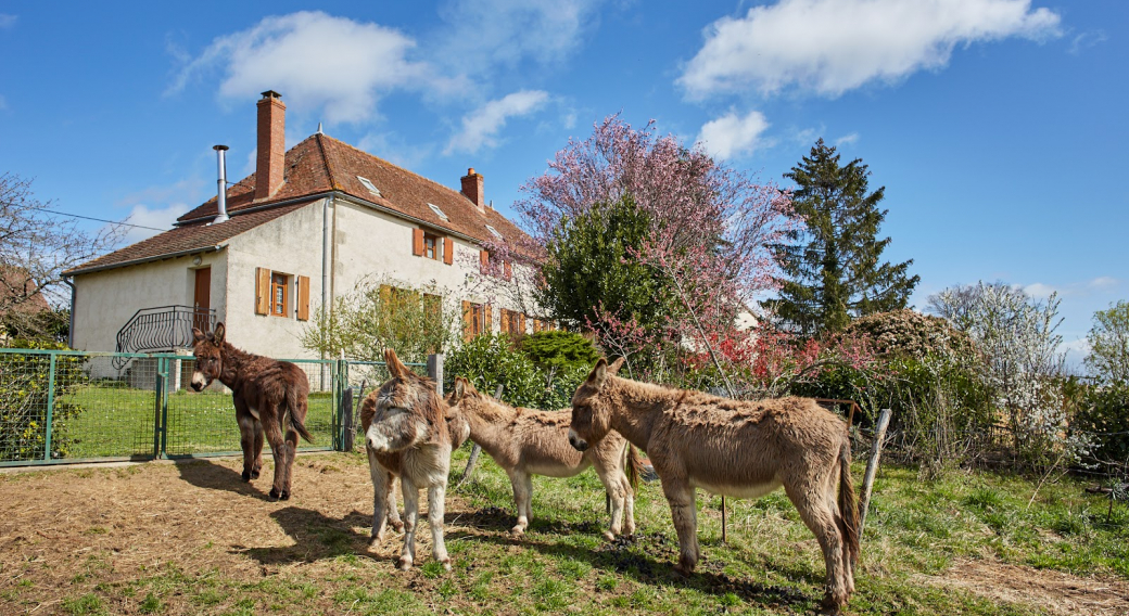 Chez Stéph'Ânes