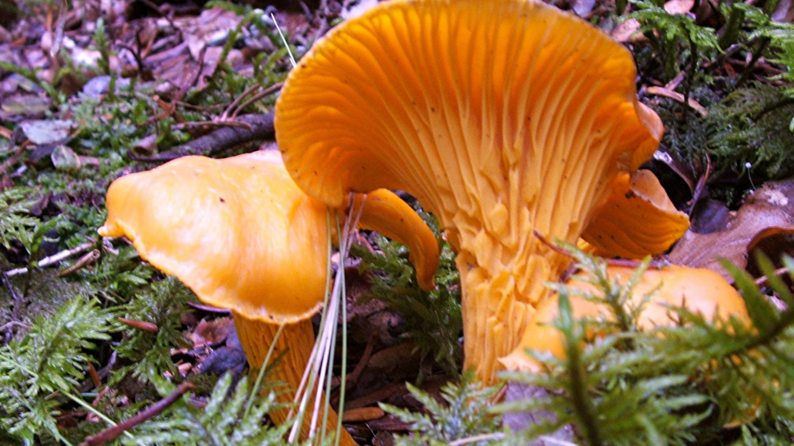 Cantharellus Cibarius ou girolles