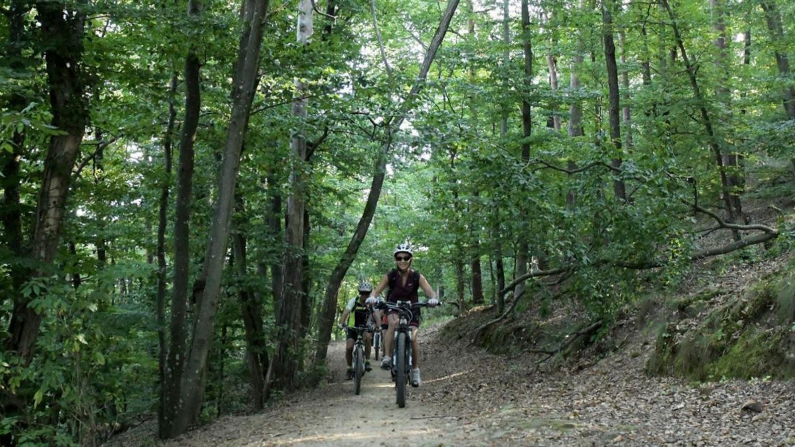 Au coeur de la forêt