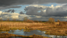 Le Temps de la Migration au Marais de Lambre !