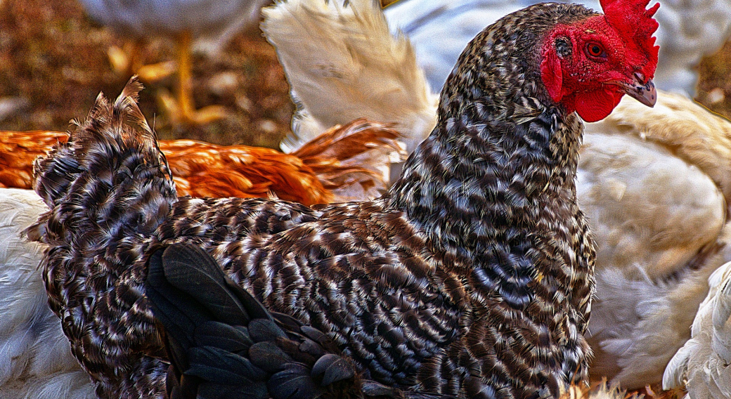 Exposition  d'aviculture