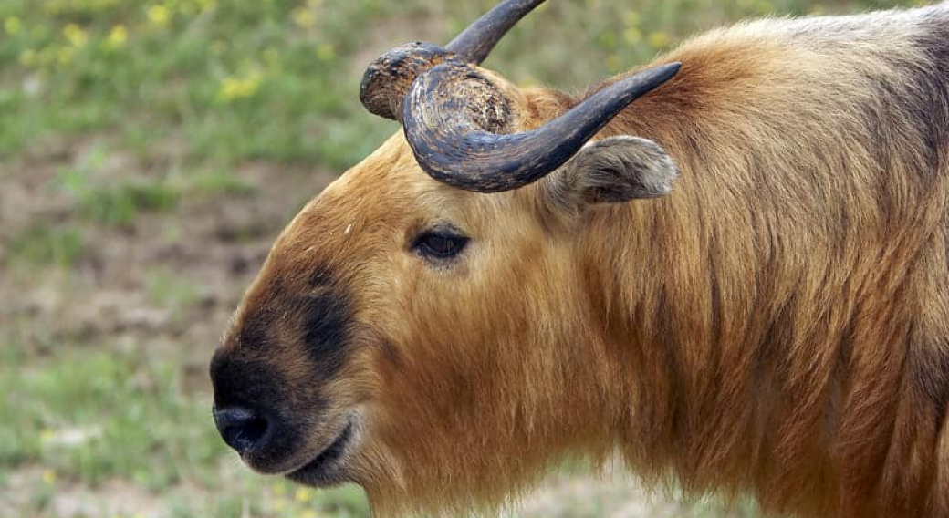 Soigneur d'un jour - Parc Animalier d'Auvergne