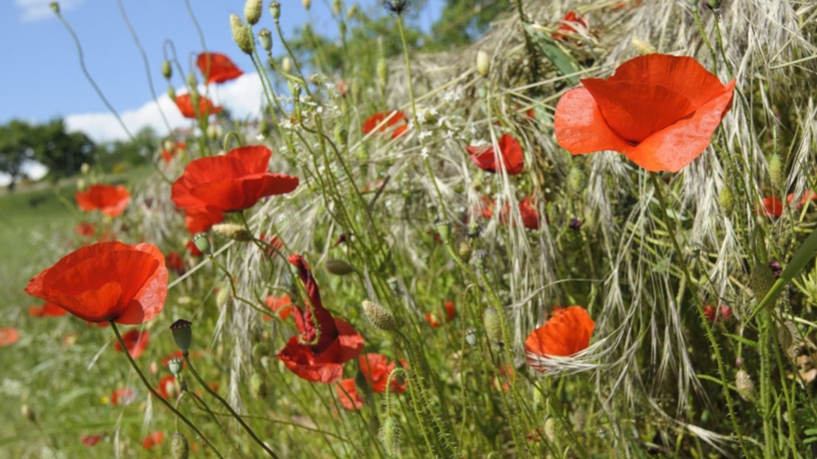 Coquelicot le long de l'Allier