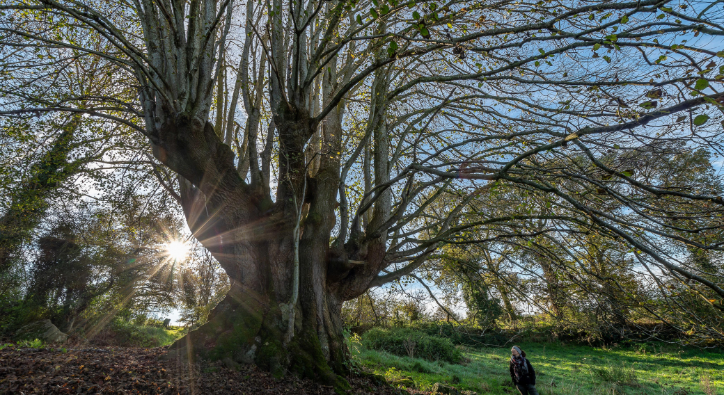 Visites nature - Le vénérable Tilleul de la Combe droit et le p’tit monde du bocage