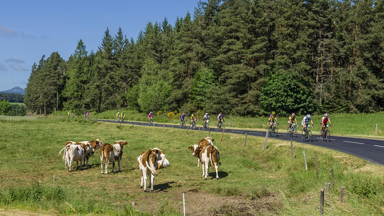 36 - Panoramas, sucs et forêts