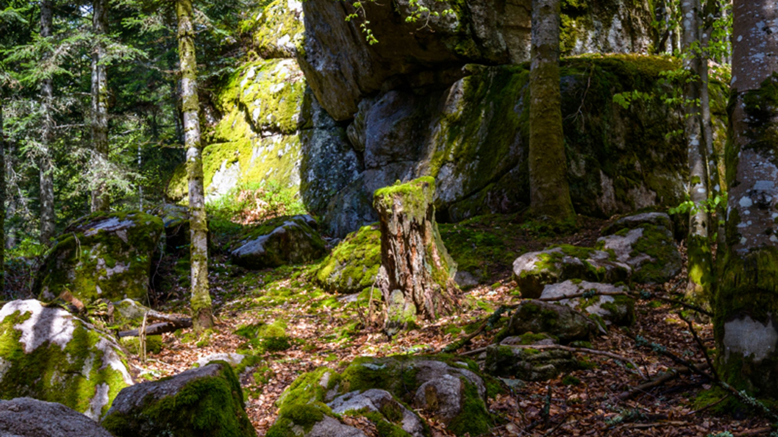 La Roche Martine