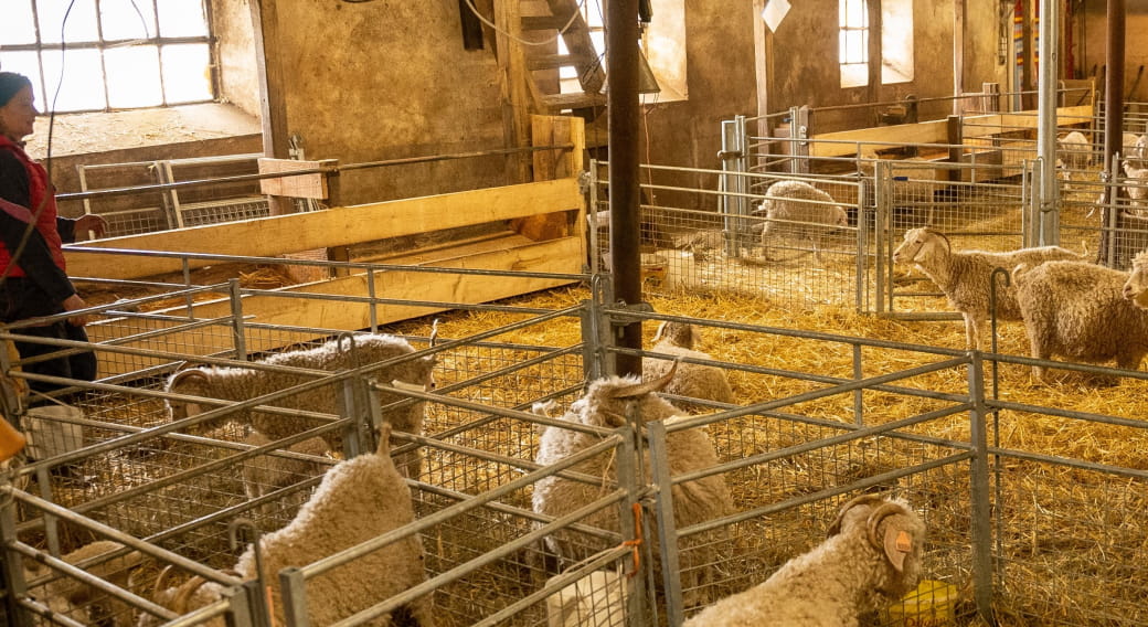 Semaine de l' Estive - Visite d'un élevage de chèvres angora