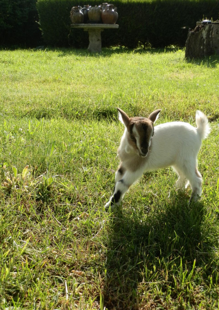 Marie à la ferme