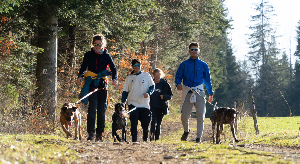 Visite du parc : découvrir la vie d'un attelage de chiens de traîneau