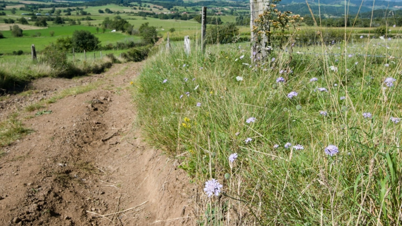 Chemin agricole près du sommet du Pié de Charenty