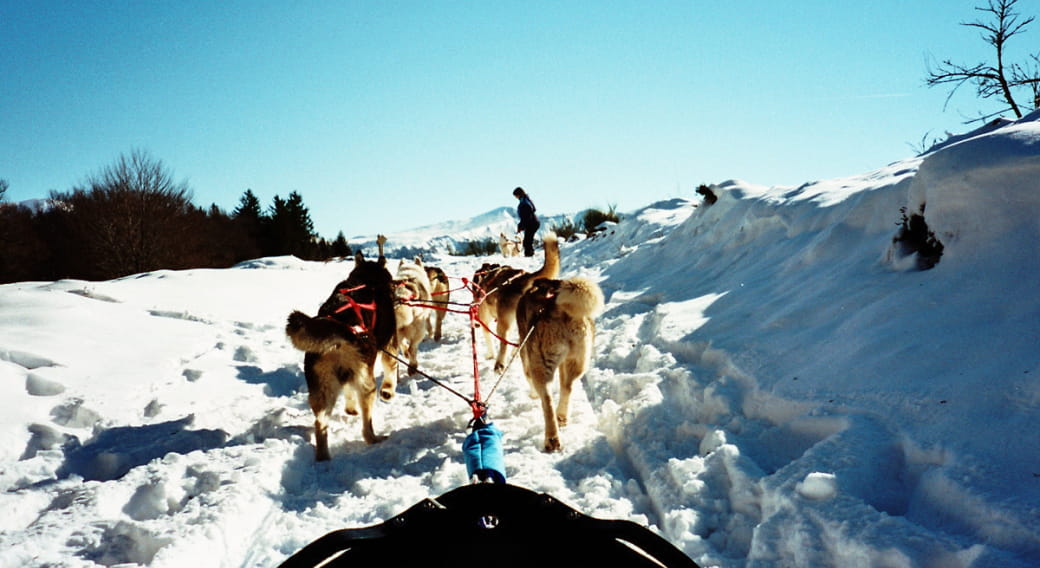 Toundra Aventure - Chiens de traîneau