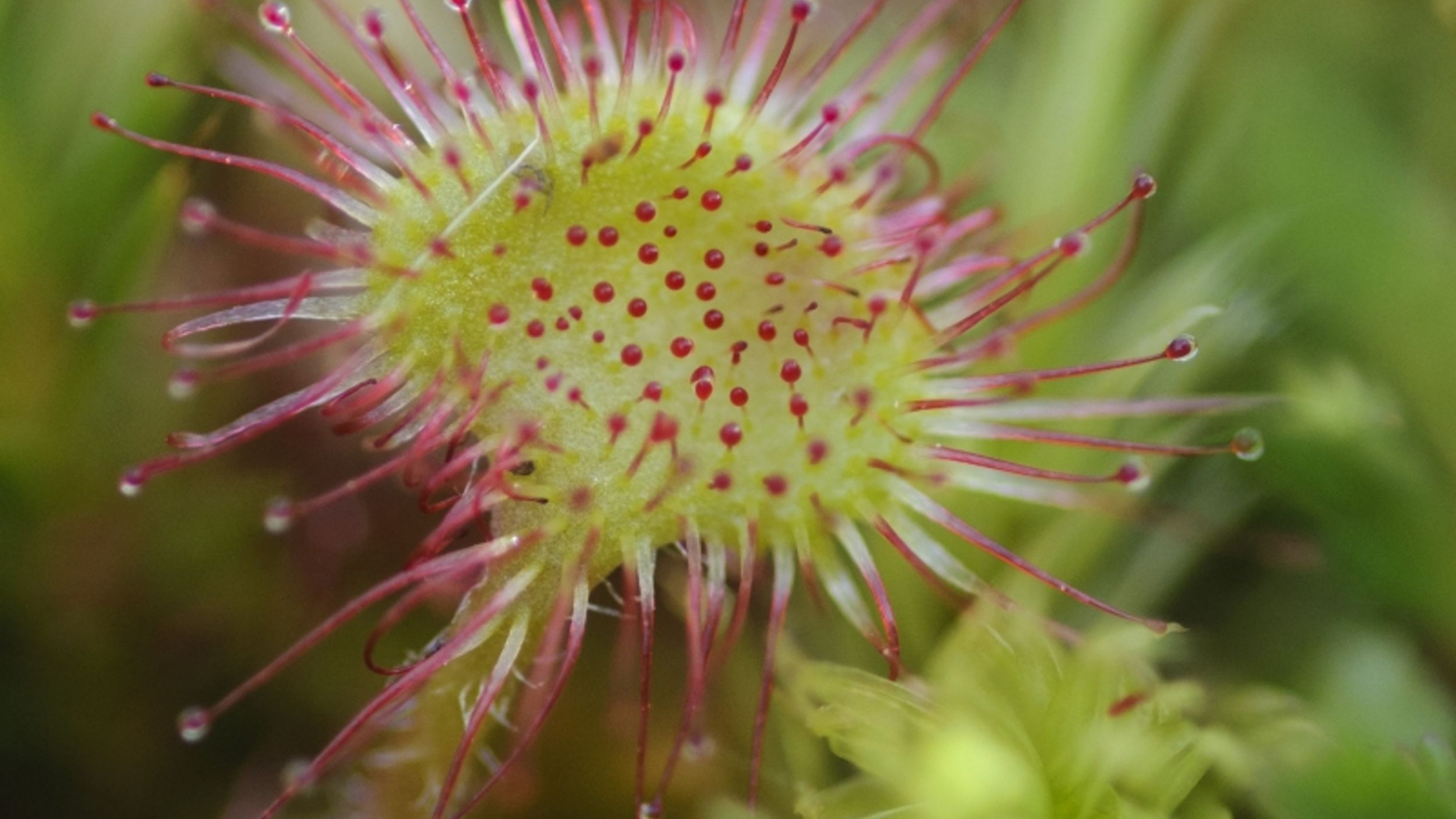 Drosera Rotundifolia