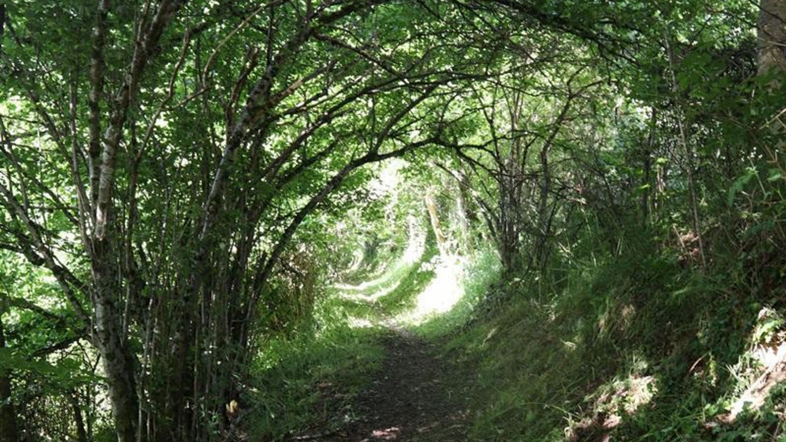 Au coeur de la forêt