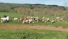 Semaine de l'Estive - Visite de la ferme fromagère de Mathonière