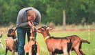 Balade avec des chèvres et visite d'une chèvrerie