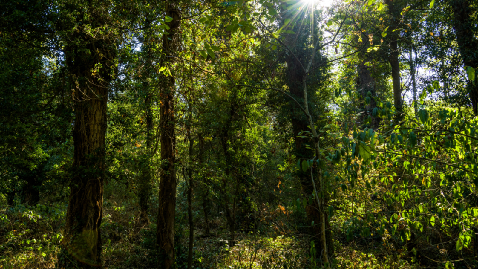 Forêt près de Lubilhac