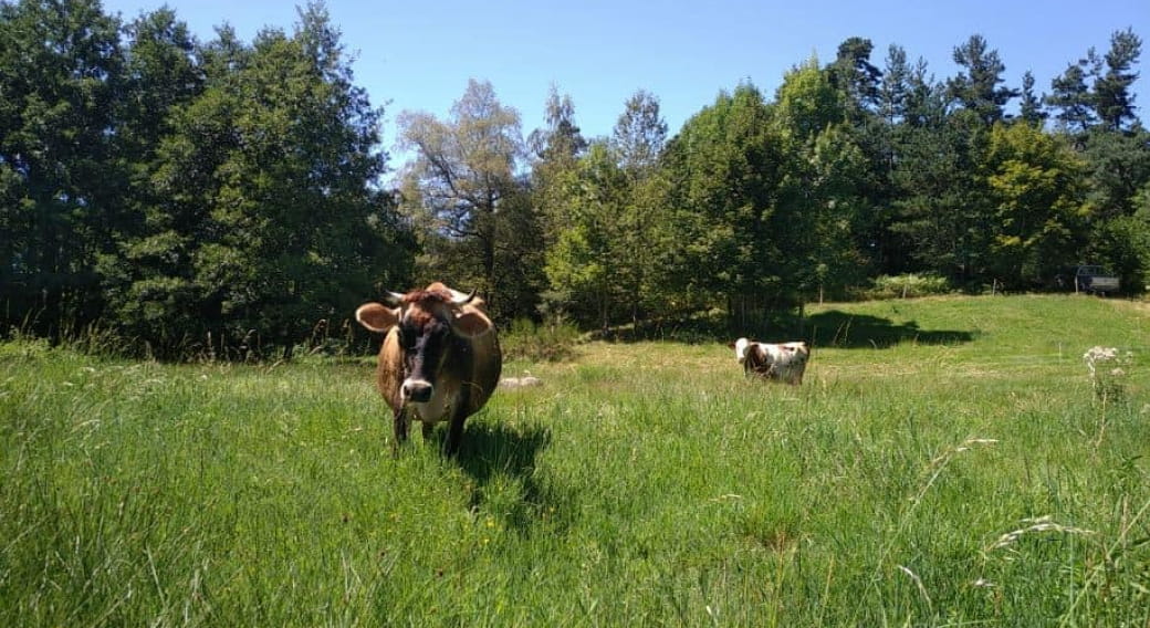 Semaine gourmande : on va voir les vaches ?