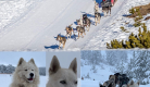 Nordic Team Musher