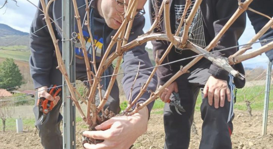 Atelier : initiation à la taille de la vigne