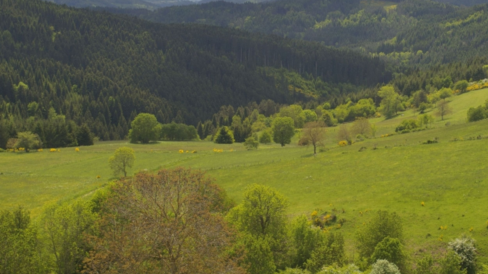 Contreforts du Livradois-Forez