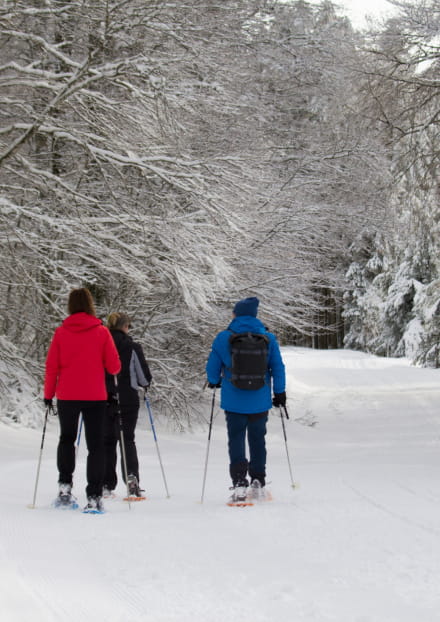 Animaux des grands froids au Mont-Dore