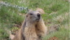 Chamois and marmots - Hiking with Gilles Guilloteau