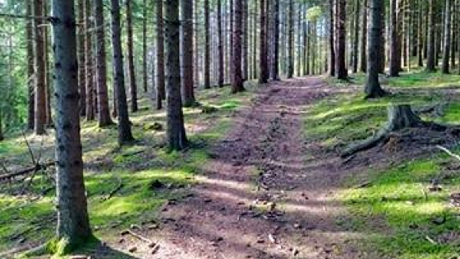 Sur la piste des arbres