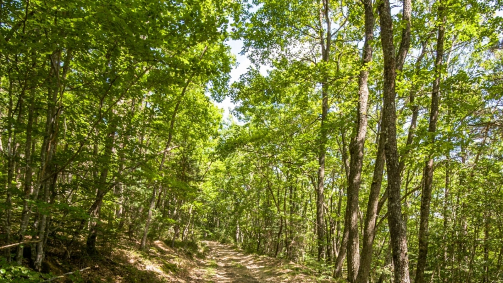 Chemin forestier