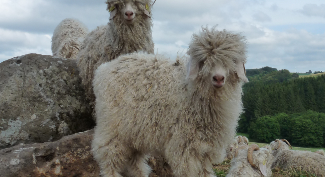 les-bouclettes-du-sancy-la-tour-d-auvergne