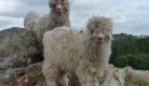 les-bouclettes-du-sancy-la-tour-d-auvergne