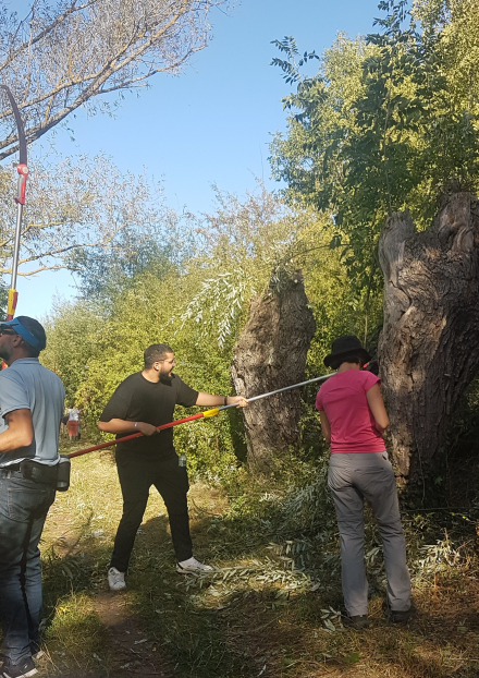 Chantier de taille des arbres têtards de la colline de Mirabel