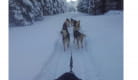 Chiens de traîneau - Evasion Super-Besse