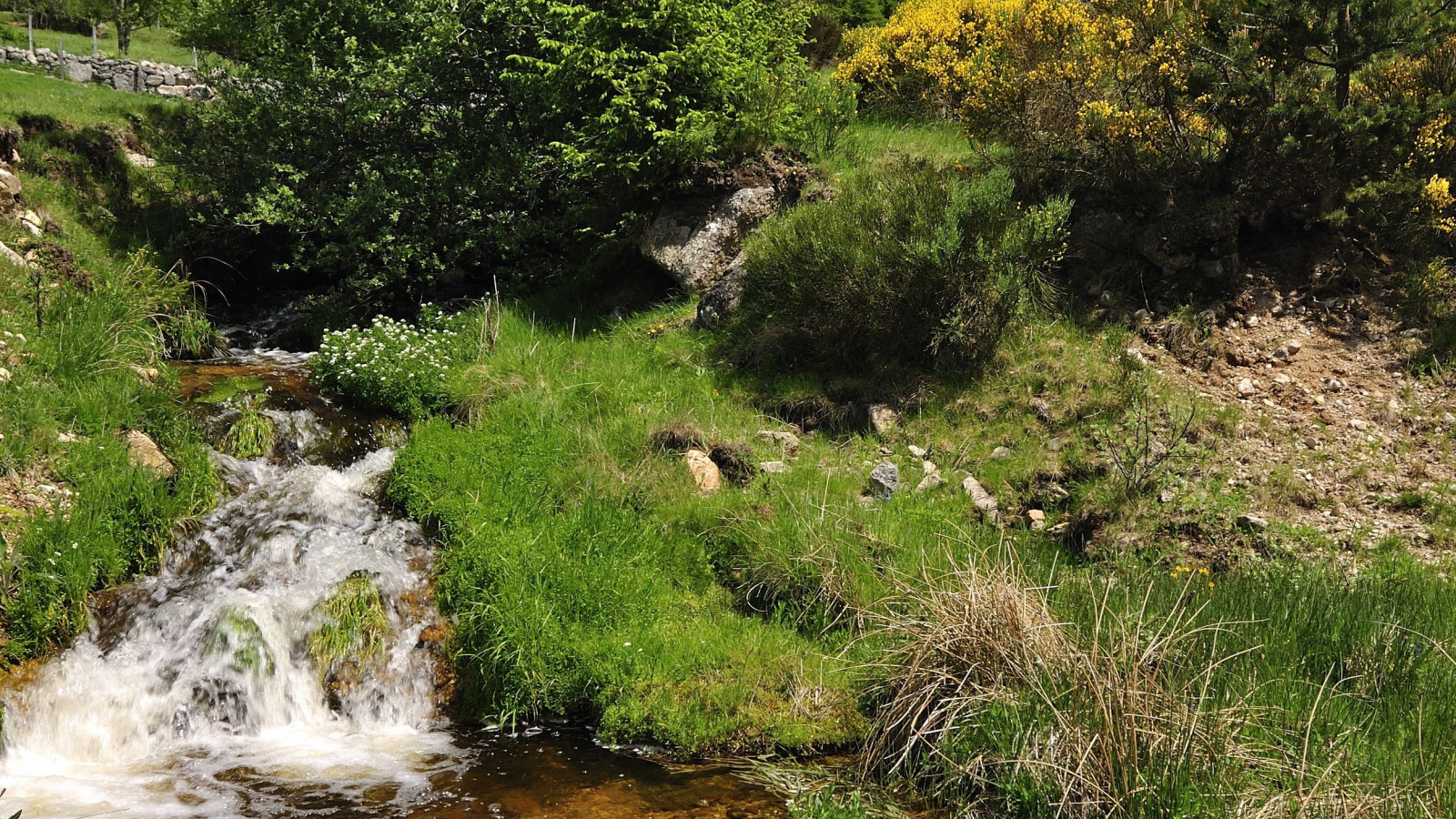 Ruisseau de la Margeride