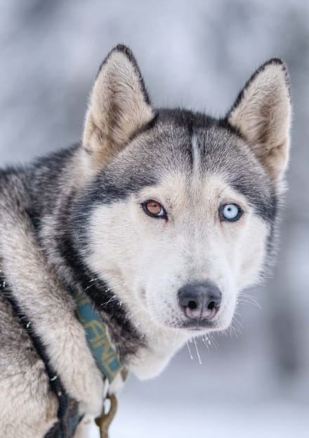 Les P'tits Montagnards : Rencontre avec les chiens de traineaux