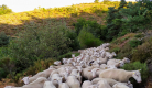 Rencontres Occitanes - Visite d'un élevage de moutons
