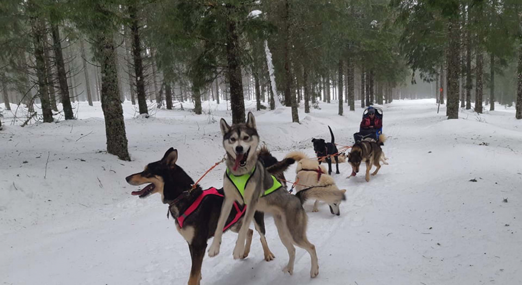 Chiens de Traîneau des Volcans