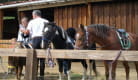Equestrian centre at Chalet