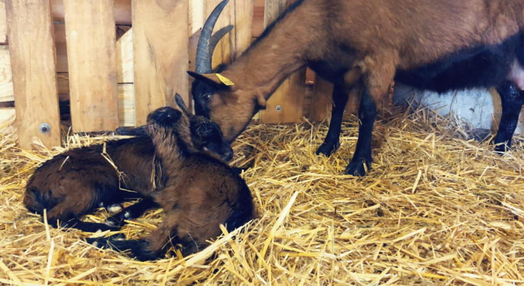 Semaine gourmande : visite de ferme et dégustation