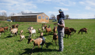 Visite de la chèvrerie et goûter à la ferme