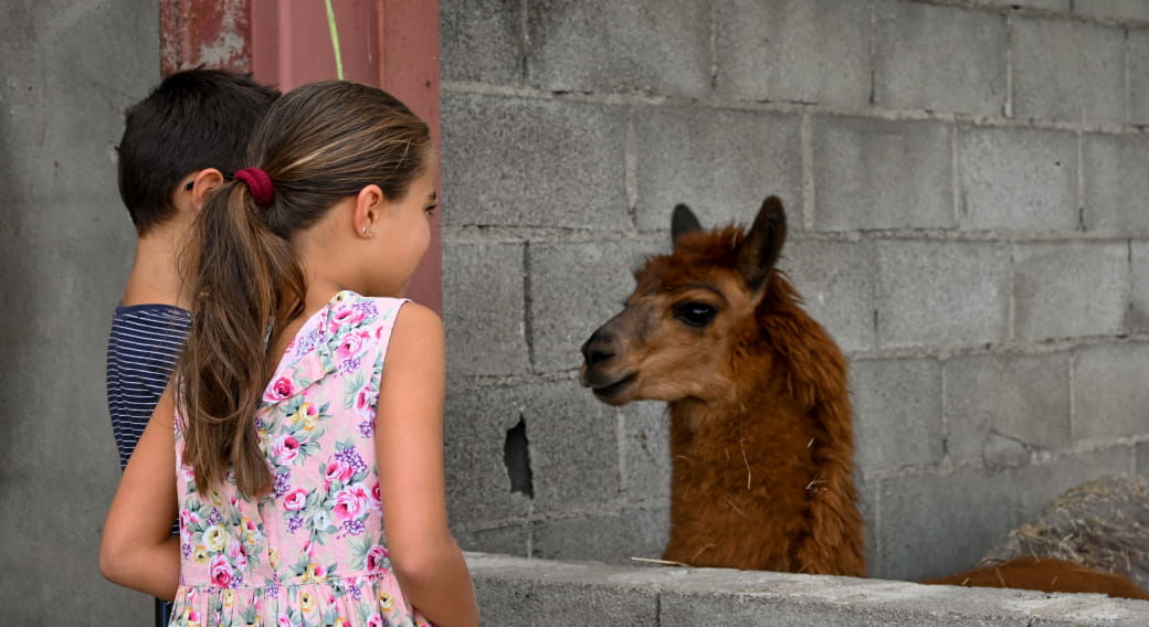 Balad'alpagas | La Ferme du Champ rouge