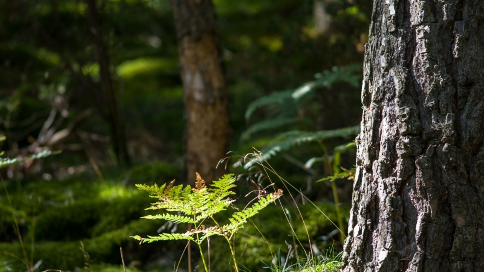 Forêt de conifères du Bois Noir