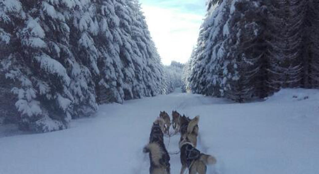 Chiens de traîneau - Evasion Super-Besse