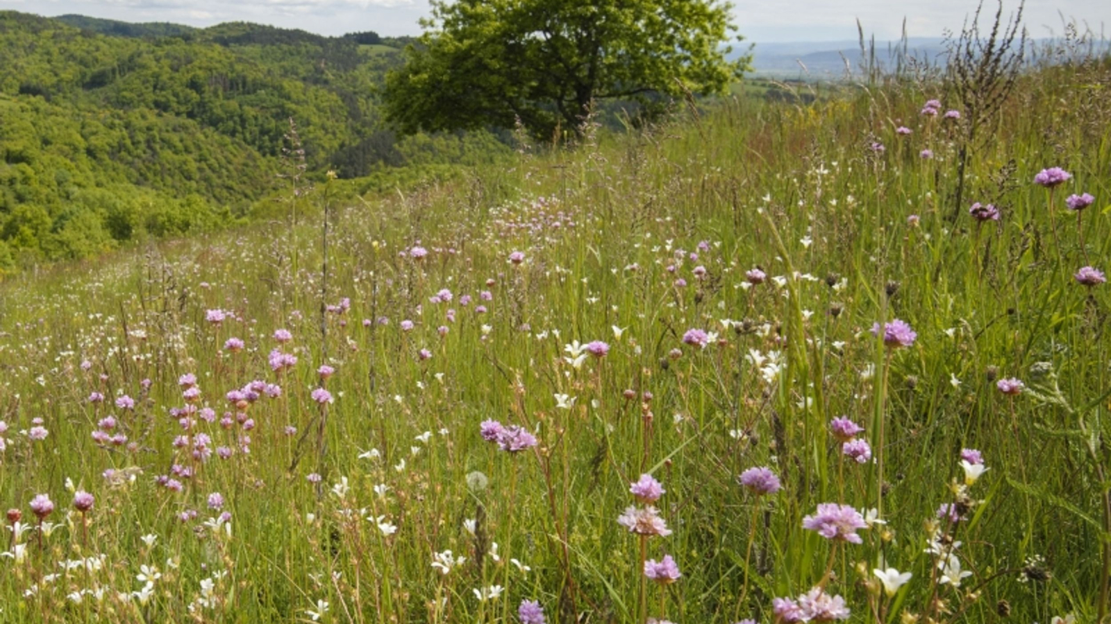 Champs fleuris au dessus de Vézézoux