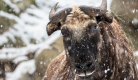 Le Noël des Animaux... et du petit lutin farceur !