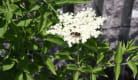 Les rendez-vous au jardin : insectes et pollinisation