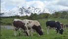 La Ferme de L'Angle